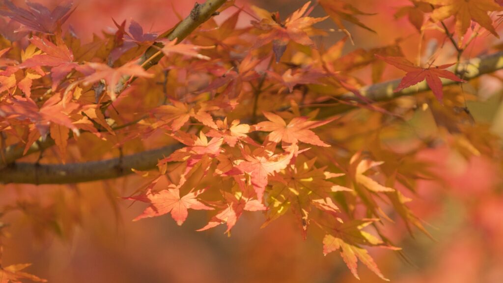 旧古河庭園の紅葉が魅せる秋の風景