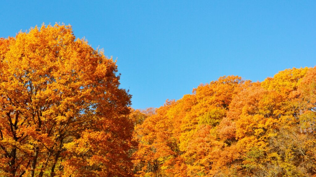 紅葉の種類と特徴